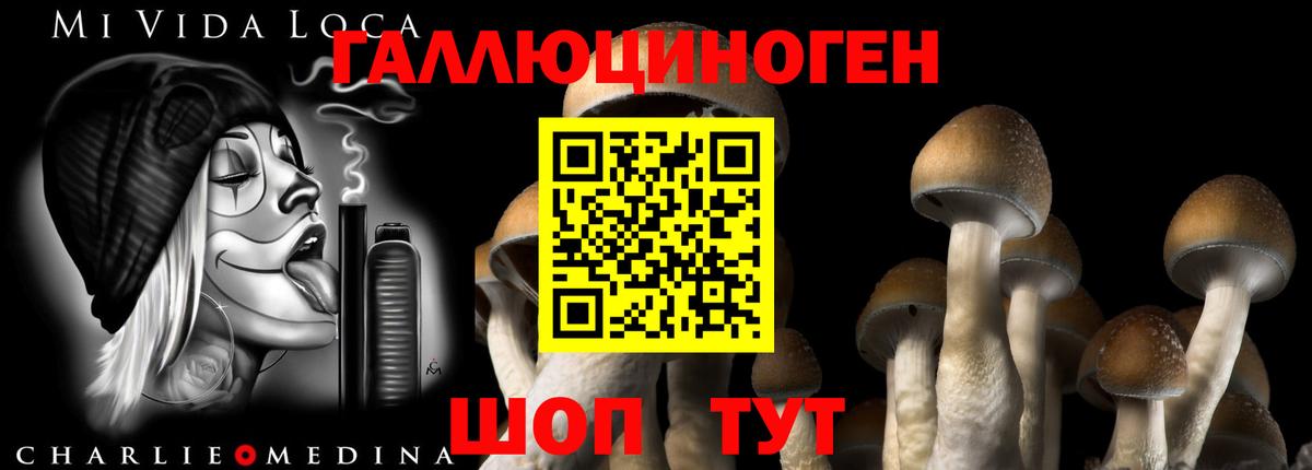 Галлюциногенные грибы Psilocybe Мценск